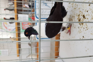  (photo)