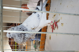 (photo)