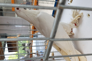  (photo)