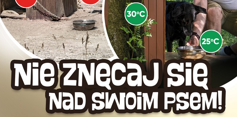 Zdjęcie ilustracyjne wpisu: Zbliża się kolejna fala upałów, uwaga na zwierzęta!