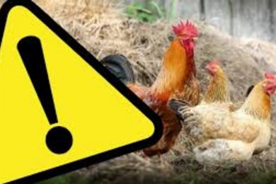 Zdjęcie ilustracyjne wpisu: UWAGA ! WYSOCE ZJADLIWA GRYPA PTAKÓW (Zimnowoda, Głoginin, Maksymilianów)