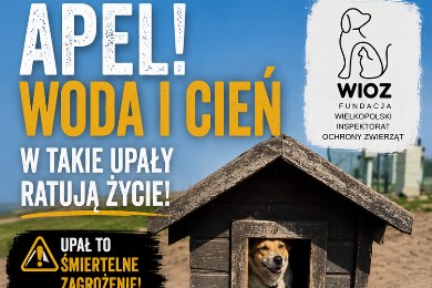 Zdjęcie ilustracyjne wpisu: UPAŁY - ZWIERZĘTA - REAGUJMY - INFORMUJMY!